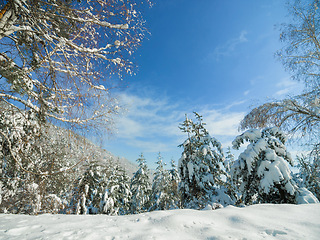 Image showing Snow, trees and landscape of forest in winter, nature or plants in environment at park. Outdoor, ice or woods with freezing weather, cold and frost in the countryside at field with blue sky in Sweden