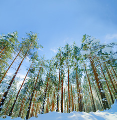 Image showing Trees, environment and snow in winter as landscape in Canada or ski vacation in mountains or holiday, explore or adventure. Forest, outdoor and cold weather or ice nature for view, freezing or travel