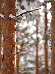 Image showing Snow, tree trunk and forest in winter, nature and plants in environment at park in Europe. Outdoor, ice and woods with freezing weather, cold and frost in the countryside on a background in Sweden