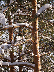 Image showing Snow, tree trunk and woods in winter, nature and plants in environment at park in Europe. Outdoor, ice and forest with freezing weather, cold and frost in the countryside on a background in Sweden