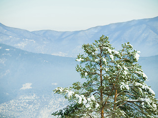 Image showing Snow, trees and winter or mountain nature for trekking adventure in cold weather, environment or freezing. Woods, hill and Swiss Alps in forest landscape for outdoor exploring or ice, frost or travel