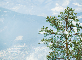 Image showing Snow, trees and winter or mountain forest for trekking adventure in cold weather, environment or freezing. Woods, hill and Swiss Alps in nature landscape for outdoor exploring or ice, frost or travel