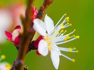 Image showing Plum blossom, closeup and tree in spring with growth, leaves and floral bud or petal outdoor in field. Flower, fruit plant or ecology in China for produce, conservation or horticulture in environment