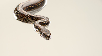 Image showing Closeup, snake and Burmese Python with reptile, movement and natural isolated on a beige studio background. Tropical pet, animal and mockup space with nature and wildlife with biology and unique