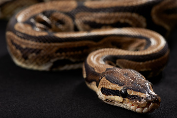 Image showing Closeup, snake and scales with python on black background for tropical, wildlife and conservation. Mockup, serpent and reptile for ecological awareness, environmental protection and exotic pet care