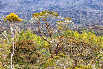 Image showing Paramo Natural Reserve, Andes Mountain Range, South America. Colombia wilderness landscape.