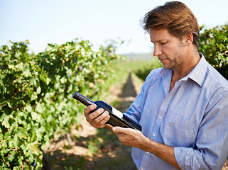 Image showing Man, farmer and vineyard with bottle of wine for quality control, agriculture and sustainable winery. Vintage, red drink and nature in New Zealand, grape fields and small business for organic alcohol