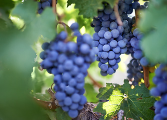 Image showing Vineyard, agriculture and closeup of grapes in nature for harvest, wine and sustainability in Italy. Field, eco friendly and fruit with leaves at countryside for growth, production and farming