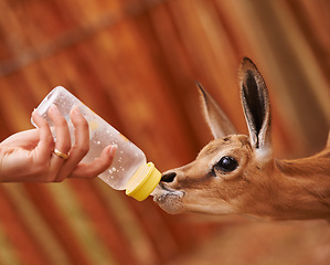 Image showing Baby springbok, bottle feeding and milk, animal care and wellness with vet person or volunteer for help. Health, nature and safety of wildlife with liquid food for nutrition, young buck with meal