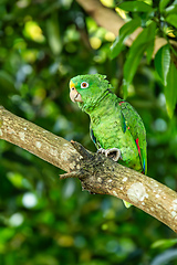 Image showing Yellow-crowned amazon or yellow-crowned parrot (Amazona ochrocephala), Malagana, Bolivar, Wildlife and birdwatching in Colombia