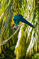 Image showing Blue-and-yellow macaw (Ara ararauna), Malagana, Bolivar department. Wildlife and birdwatching in Colombia