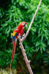 Image showing Blue-and-yellow macaw (Ara ararauna), Malagana, Bolivar department. Wildlife and birdwatching in Colombia