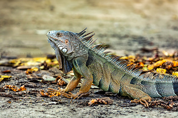 Image showing Green iguana (Iguana iguana). Centenario Park (Parque Centenario) Cartagena de Indias, Colombia wildlife animal.