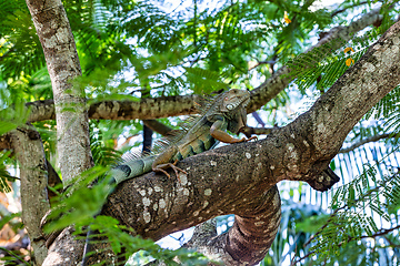 Image showing Green iguana (Iguana iguana). Centenario Park (Parque Centenario) Cartagena de Indias, Colombia wildlife animal.