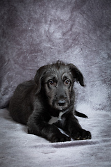 Image showing Irish Wolfhound, cute female puppy of largest breeds of dog.