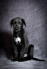 Image showing Irish Wolfhound, cute female puppy of largest breeds of dog.