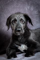 Image showing Irish Wolfhound, cute female puppy of largest breeds of dog.