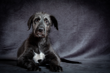 Image showing Irish Wolfhound, cute female puppy of largest breeds of dog.