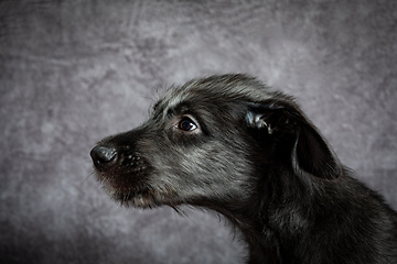 Image showing Irish Wolfhound, cute female puppy of largest breeds of dog.