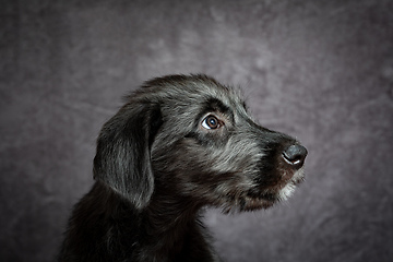 Image showing Irish Wolfhound, cute female puppy of largest breeds of dog.