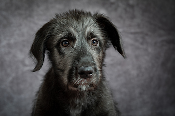 Image showing Irish Wolfhound, cute female puppy of largest breeds of dog.