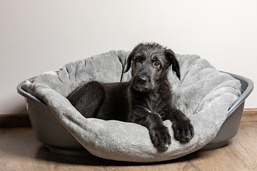 Image showing Irish Wolfhound, cute female puppy of largest breeds of dog.