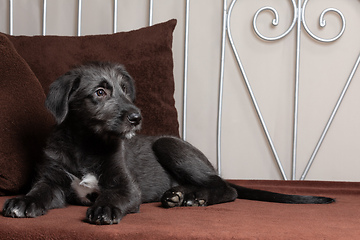 Image showing Irish Wolfhound, cute female puppy of largest breeds of dog.