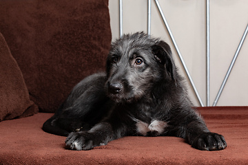 Image showing Irish Wolfhound, cute female puppy of largest breeds of dog.