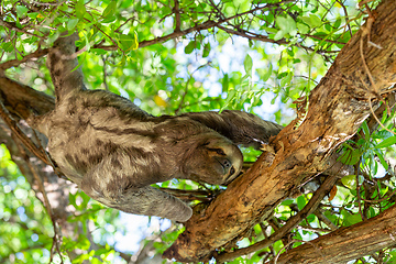 Image showing Three-toed or three-fingered sloths, arboreal neotropical mammals, Cartagena de Indias. Colombia wildlife animal.