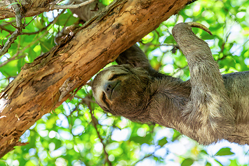 Image showing Three-toed or three-fingered sloths, arboreal neotropical mammals, Cartagena de Indias. Colombia wildlife animal.