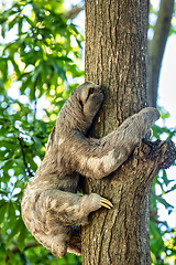 Image showing Three-toed or three-fingered sloths, arboreal neotropical mammals, Cartagena de Indias. Colombia wildlife animal.