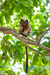 Image showing Cotton-top tamarin (Saguinus oedipus), small New World monkey weighing less than 0.5 kg. Cartagena. Colombia wildlife animal.