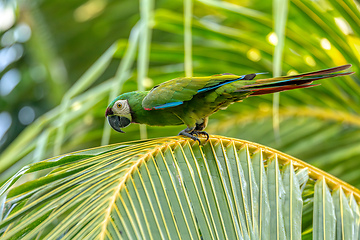 Image showing Blue-and-yellow macaw (Ara ararauna), Malagana, Bolivar department. Wildlife and birdwatching in Colombia