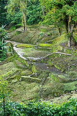 Image showing Ciudad Perdida, ancient ruins in Sierra Nevada mountains. Santa Marta, Colombia wilderness