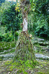 Image showing Ciudad Perdida, ancient ruins in Sierra Nevada mountains. Santa Marta, Colombia wilderness