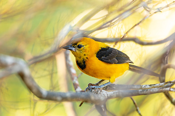 Image showing Yellow oriole (Icterus nigrogularis), Minca, Sierra Nevada, Magdalena department. Wildlife and birdwatching in Colombia