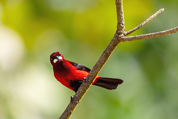 Image showing Crimson-backed tanager (Ramphocelus dimidiatus) male, Minca, Sierra Nevada de Santa Marta. Wildlife and birdwatching in Colombia.