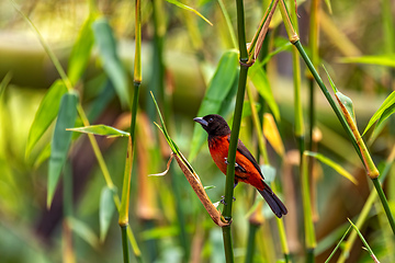 Image showing Crimson-backed tanager (Ramphocelus dimidiatus) female, Minca Sierra Nevada de Santa Marta. Wildlife and birdwatching in Colombia.