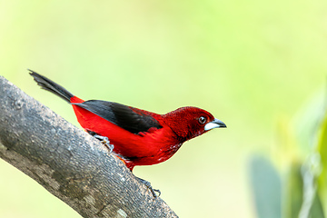 Image showing Crimson-backed tanager (Ramphocelus dimidiatus) male, Minca, Sierra Nevada de Santa Marta. Wildlife and birdwatching in Colombia.