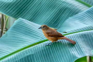 Image showing White-lined tanager (Tachyphonus rufus) female, Minca, Sierra Nevada de Santa Marta. Wildlife and birdwatching in Colombia.