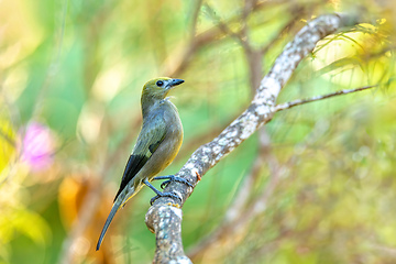 Image showing Palm tanager (Thraupis palmarum), Minca, Sierra Nevada de Santa Marta. Wildlife and birdwatching in Colombia.