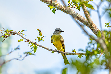 Image showing Tropical kingbird (Tyrannus melancholicus), Cesar department. Wildlife and birdwatching in Colombia.