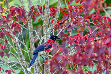 Image showing Black-chested jay (Cyanocorax affinis). Minca, Sierra Nevada, Magdalena department. Wildlife and birdwatching in Colombia