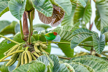 Image showing Bay-headed tanager (Tangara gyrola), Minca, Sierra Nevada de Santa Marta, Magdalena. Wildlife and birdwatching in Colombia.