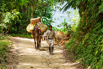 Image showing Indigenous Koguis man transport goods in the Sierra Nevada de Santa Marta, Magdalena, Colombia