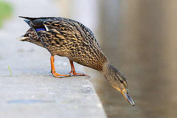 Image showing female mallard at the city duck pond