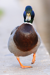 Image showing funny mallard drake walking towards the camera