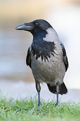 Image showing hooded crow on green lawn