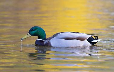 Image showing male mallard in colorful sunset light