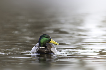 Image showing mallard drake in a foggy morning